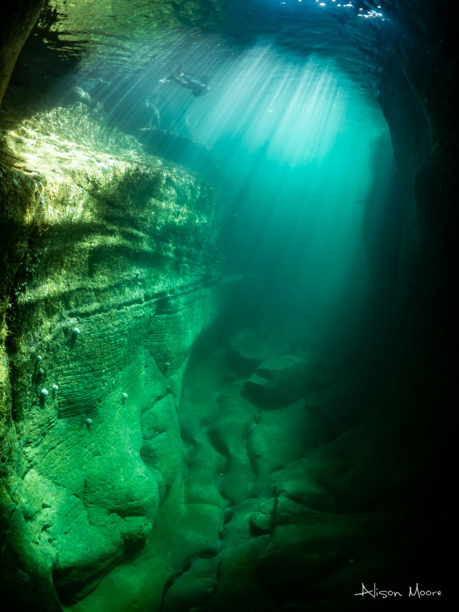 This stunning shot by <a href="/AlisonMooreUW/">Alison Moore</a> took top spot in the Sea &amp; Coast category at this year's <a href="/ScotNaturePhoto/">ScotNaturePhotoAward</a> 📸 

What an incredible image of underwater #Orkney 😍 

#LoveOrkney #YCW2021