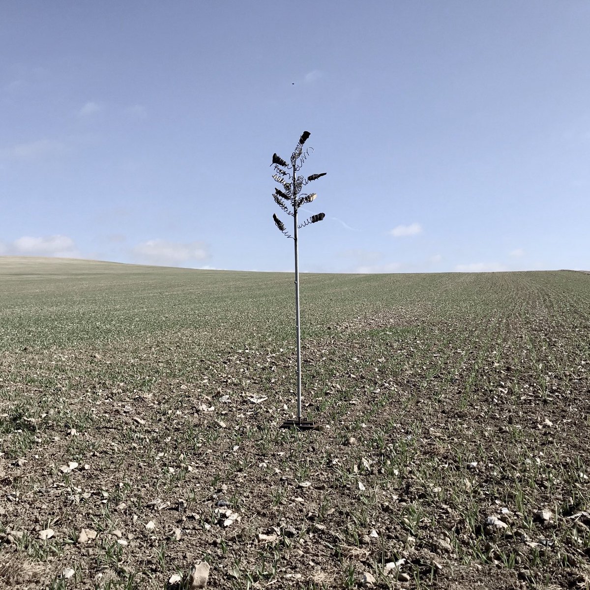 flintmancompany's tweet photo. Flint and steel sapling in a field. Dialogue with @funnellchristian. #flintworker #metal worker #sapling #tree #field #southdowns #sdnp #spring #dialogue #gallets #flintknapper #craft https://t.co/mX5y3B79EZ