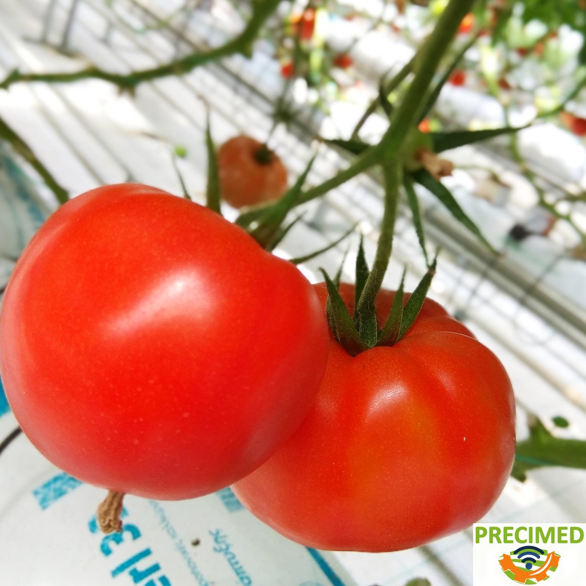 PrecimedP's tweet photo. #PRIMAPicoftheMonth
@NKatsoulas
#precimed
#PRIMAProgram https://t.co/3kD6KgNKpu