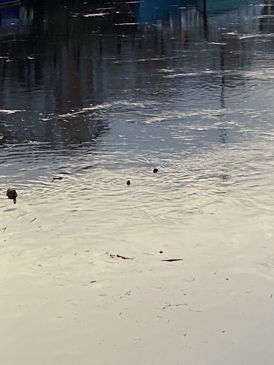 wildlifemissy's tweet photo. #first mallard #ducklings if the year just in time for #easter #springtime #springwatch #nature #newcastle #citywildlife https://t.co/KTkt1agwM0