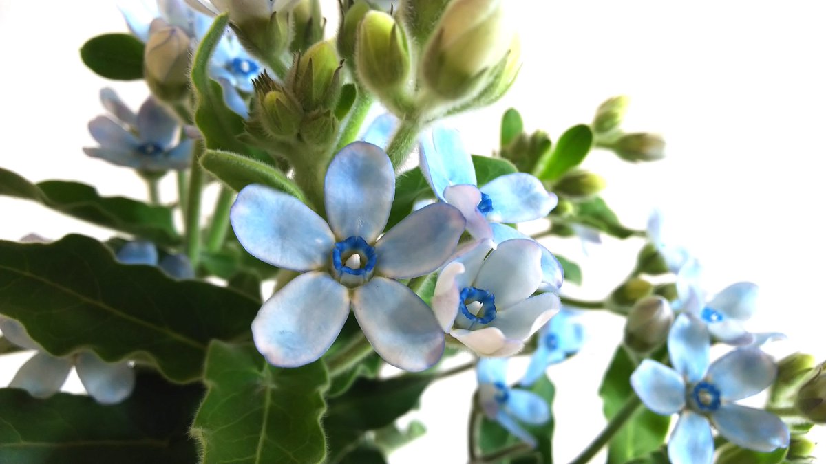 オキシペタルム