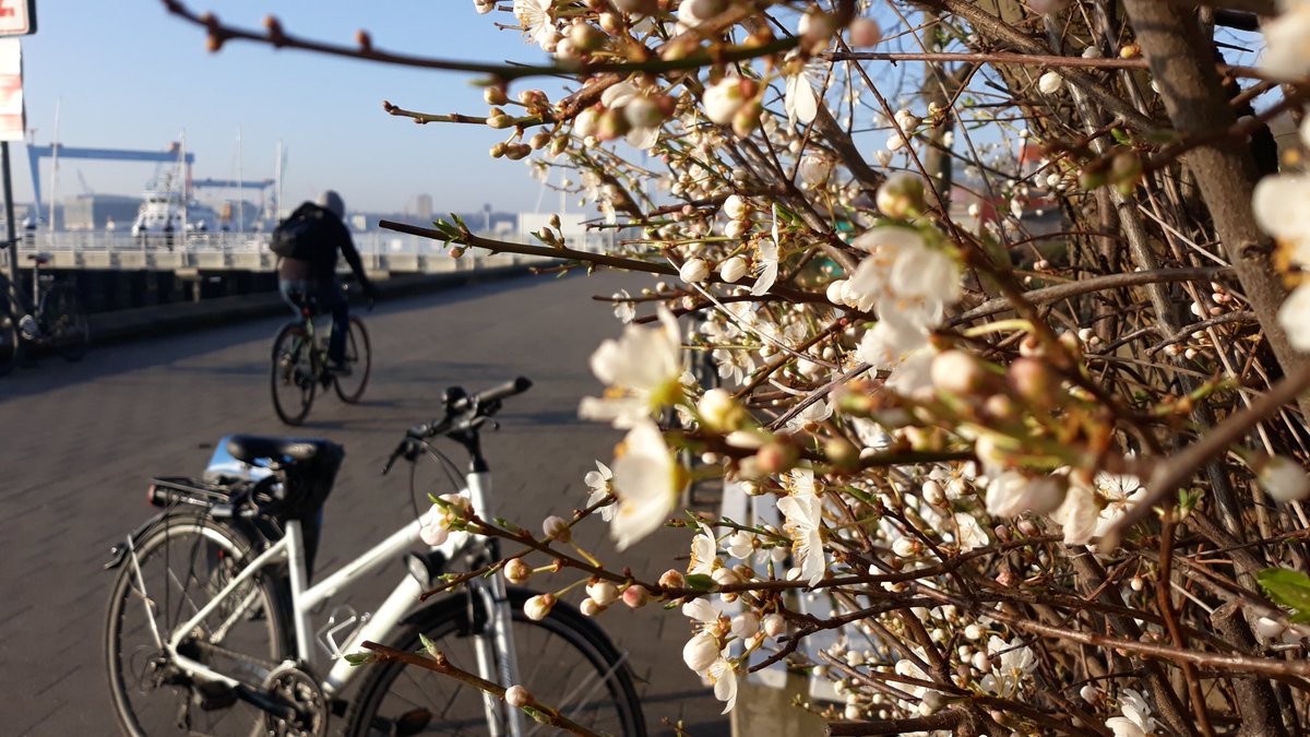 Annafried1's tweet photo. Ich freue mich jedes Mal über meinen Arbeitsweg! #kiellinie #kielliebe #frühling #kielerförde @stadt_kiel #GutenMorgen #fahrrad https://t.co/2KnTICpcPk