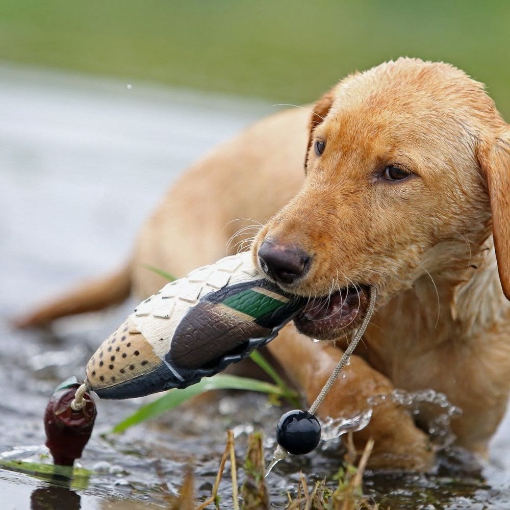 Lucky_Hunter_'s tweet photo. The EZ Bird from Avery Sporting Dog in action! These training dummies make it really easy to train your dog ready for the hunting season.

#avery #averysportingdog #gundog #hunting #hunter #shooting #waterfowl #wildfowl #teal #ezbird

https://t.co/twk4YU2dpP https://t.co/G9s6pW5sCN