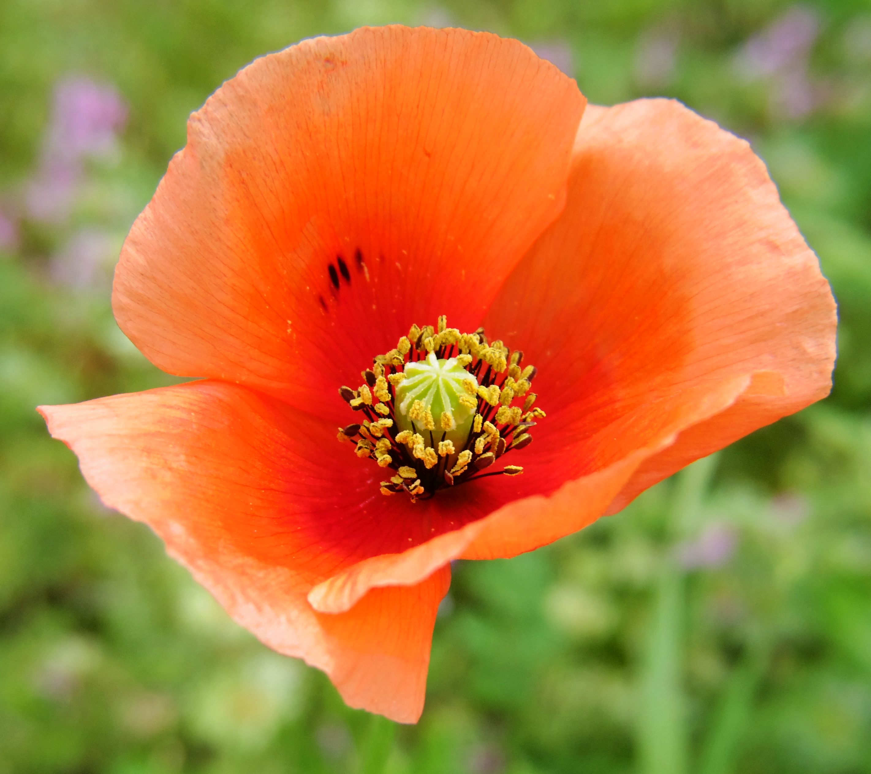 こころんグリーン 道路脇にナガミヒナゲシの花が咲いていました オレンジ色の大きな花が一輪だけ開いていました 零れ種が飛んできてここで花を咲かせたのだと思います ナガミヒナゲシ オレンジ色の花 大きな花 零れ種 春の花 春 園芸品種 園芸
