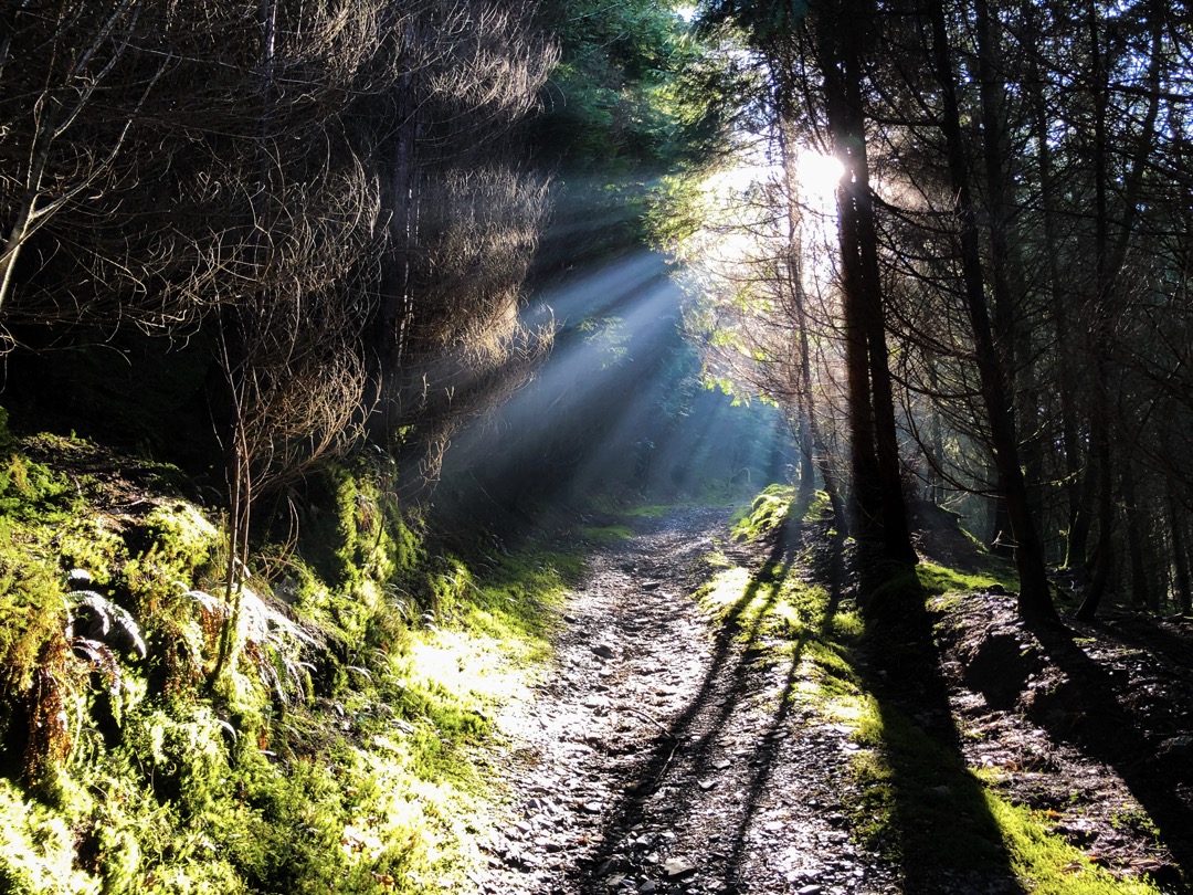 Visit Brechfa Forest tweet media