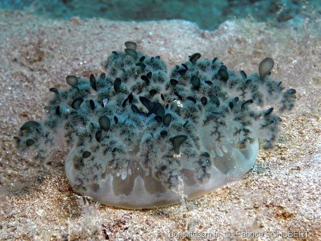 AsombroVerde's tweet photo. ¿CORALES? ¿ALGAS?
No....¡Medusas invertidas! 
/Cassiopea/ https://t.co/uO9hbGzO79