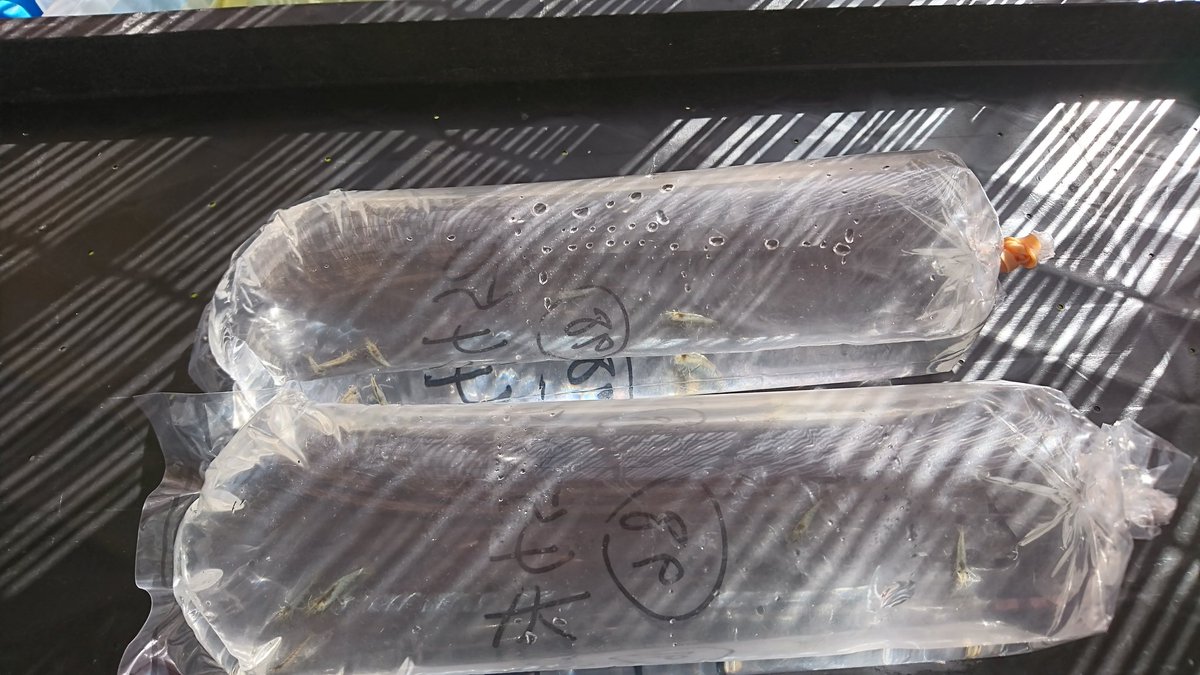 ミナミヌマエビ稚魚
