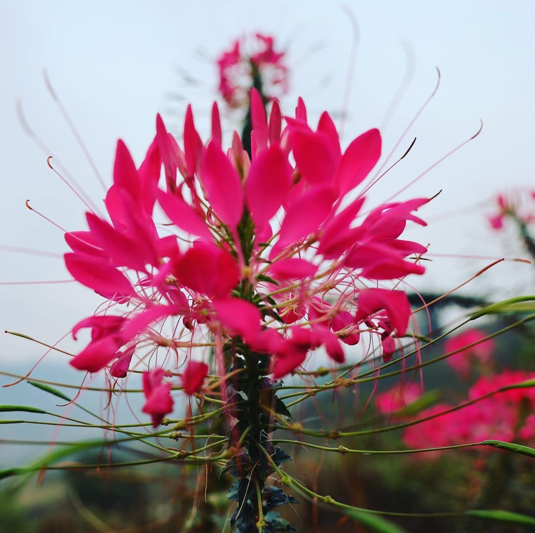 ManhCreative's tweet photo. The earth laughs in flowers 
#trekking #trekkingvietnam #trekkinglovers #nature #naturephotography #photography #travel #travelphotography #mountains #mountainview #topmountain #hiking #hikingadventures #hikingphotography #landscape #landscapephotography #vietnam #putaleng https://t.co/HFhjRPGZ5B