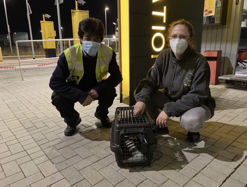 dpdhl_dus's tweet photo. Entenrettung am #Paketzentrum #Krefeld: eine offensichtlich kranke Ente auf einem Grünstreifen bemerkte unser Pförtner und übergab sie umgehend dem Tierrettungsdienst zur Behandlung in der Tierklinik.
Ente gut, alles gut 🦆 https://t.co/uccrWqB4nL