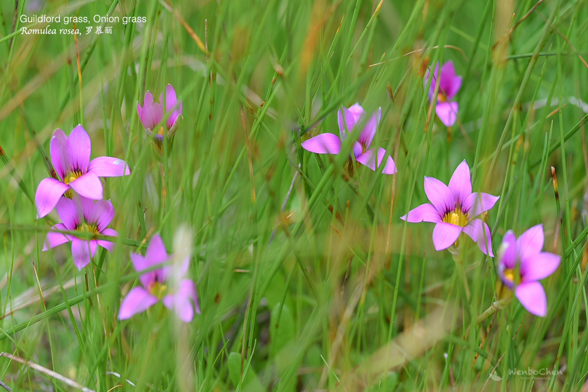 Wenbo77's tweet photo. Romulea rosea is a widespread environmental weed in Australia, originally from South Africa. It is actually very drought tolerant, but here in Western Australia they happily grow in a wetland.
#floraofsouthafrica #environmentalweed #Guildfordgrass #Onionweed #Iridaceae #罗慕丽 https://t.co/xXMJRUKpeR