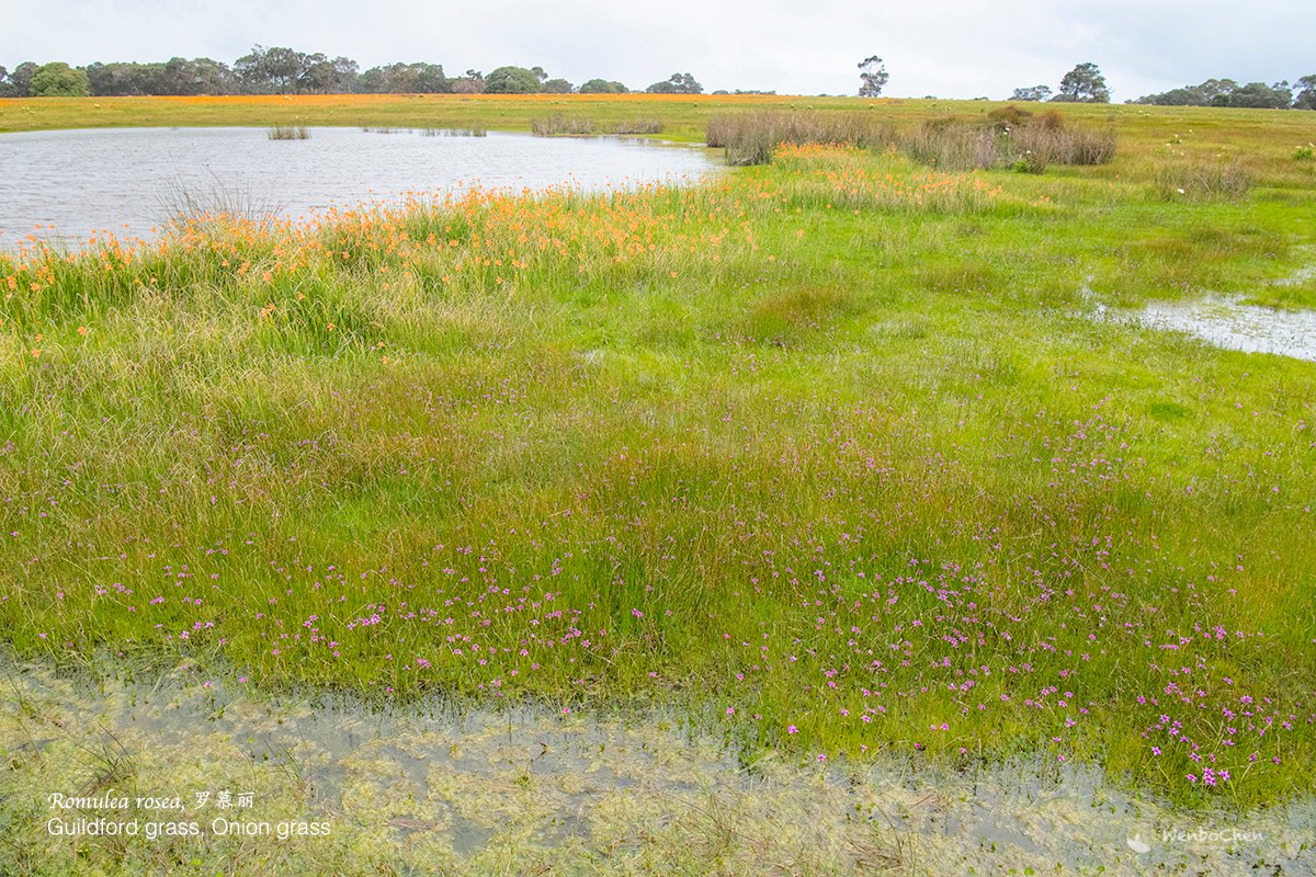Wenbo77's tweet photo. Romulea rosea is a widespread environmental weed in Australia, originally from South Africa. It is actually very drought tolerant, but here in Western Australia they happily grow in a wetland.
#floraofsouthafrica #environmentalweed #Guildfordgrass #Onionweed #Iridaceae #罗慕丽 https://t.co/xXMJRUKpeR