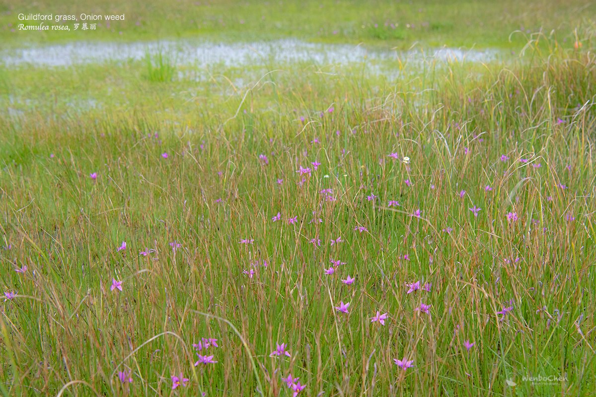 Wenbo77's tweet photo. Romulea rosea is a widespread environmental weed in Australia, originally from South Africa. It is actually very drought tolerant, but here in Western Australia they happily grow in a wetland.
#floraofsouthafrica #environmentalweed #Guildfordgrass #Onionweed #Iridaceae #罗慕丽 https://t.co/xXMJRUKpeR