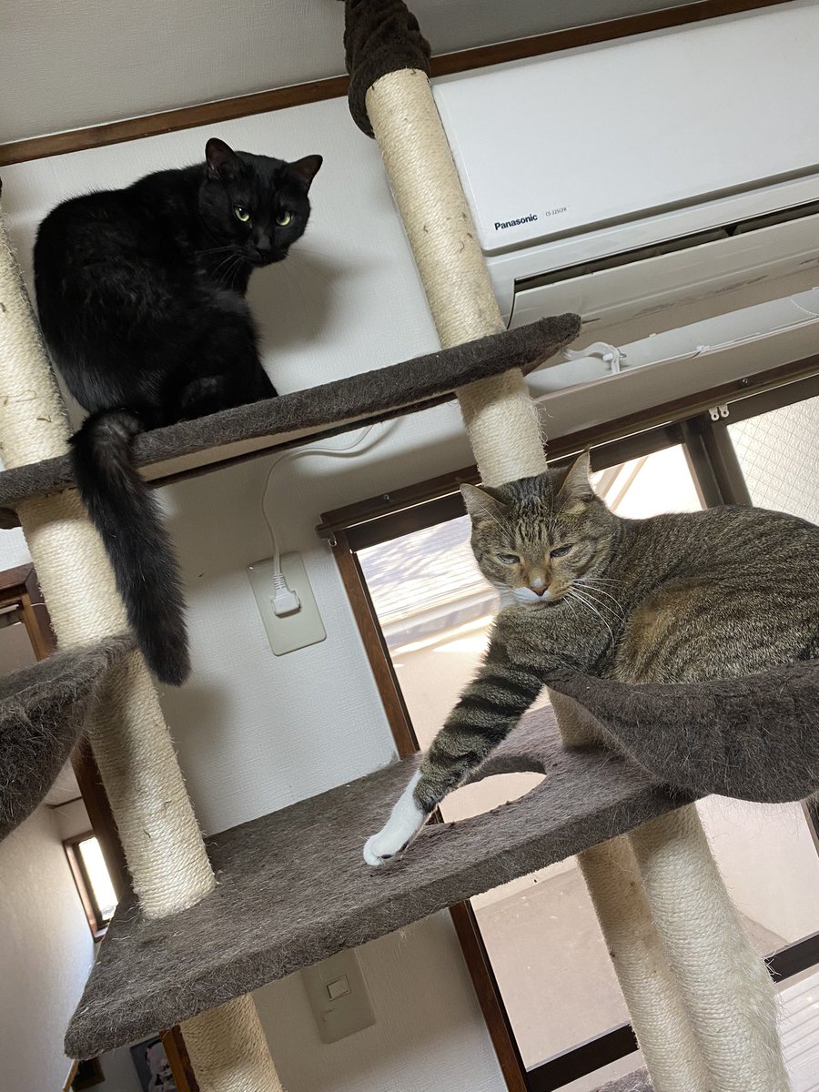 猫さんがおててを開いて人間の指をぎゅむっと握ってくれる 握手会 のご様子 我が家で主に昼過ぎに開催されてる Togetter
