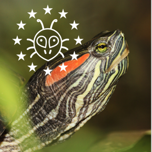 EU_Aliens's tweet photo. Today we celebrate our 4,000 tweet with new visuals on Social Media‼️ 🤩😍Keep an eye on our accounts and website because we will have soon news on #onlineeducation #CitizenScience and #alienspecies developed at @EU_ScienceHub &amp; #EUAcademy 🧐👉 https://t.co/uyak4SUTc8 https://t.co/IETzBEKrSs