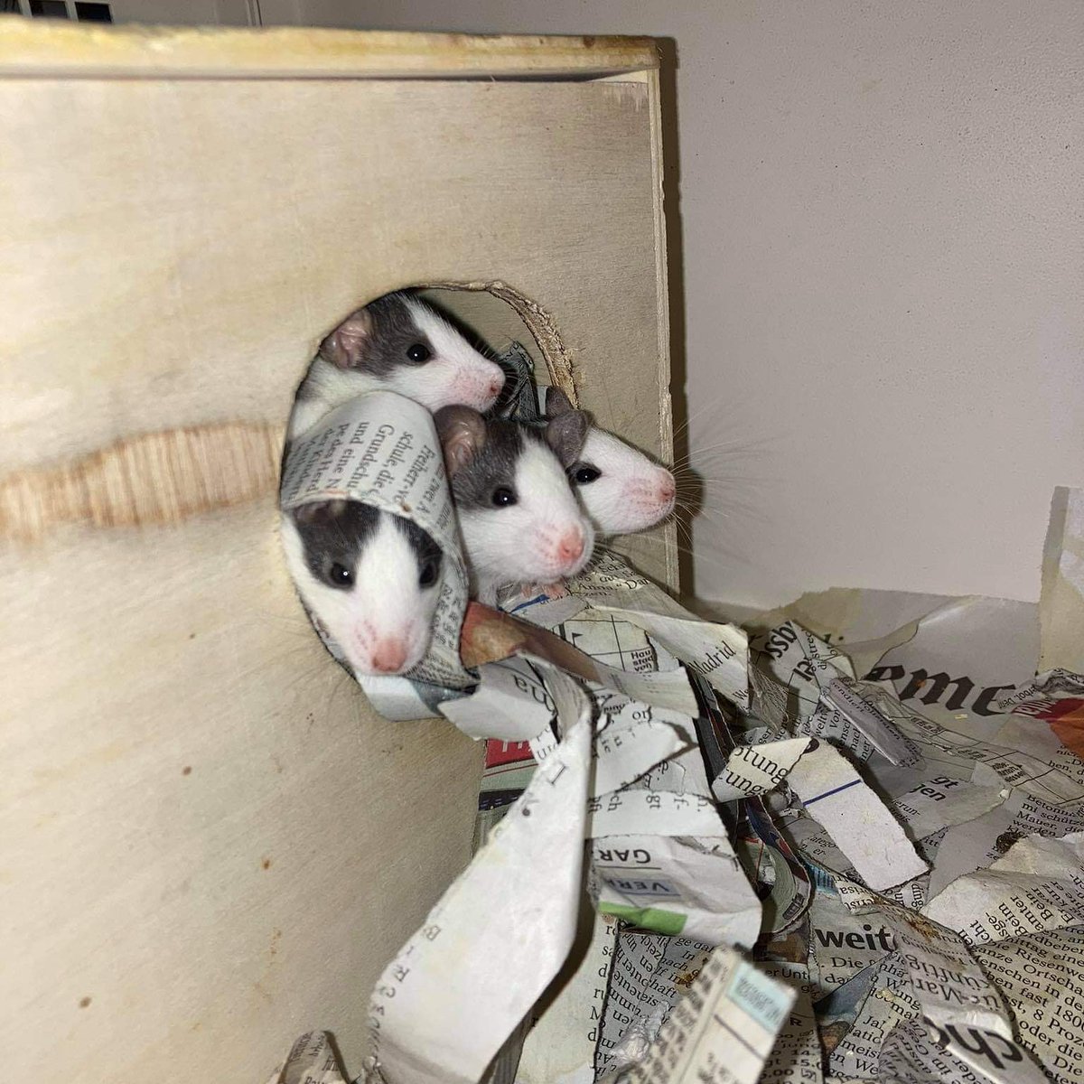 notrattenhilfe's tweet photo. Die Luft der großen weiten Welt schnuppern. Die 7 Zwerge werden größer, selbstständiger und aktiver.
#ratten #farbratten #7zwerge #rats https://t.co/sp7j1560Ao