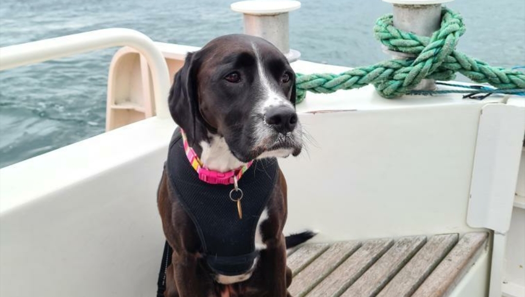 Doolin Ferry tweet media