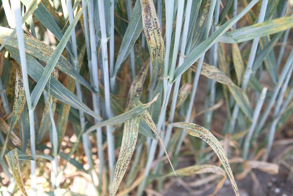 RustWatch tweet media