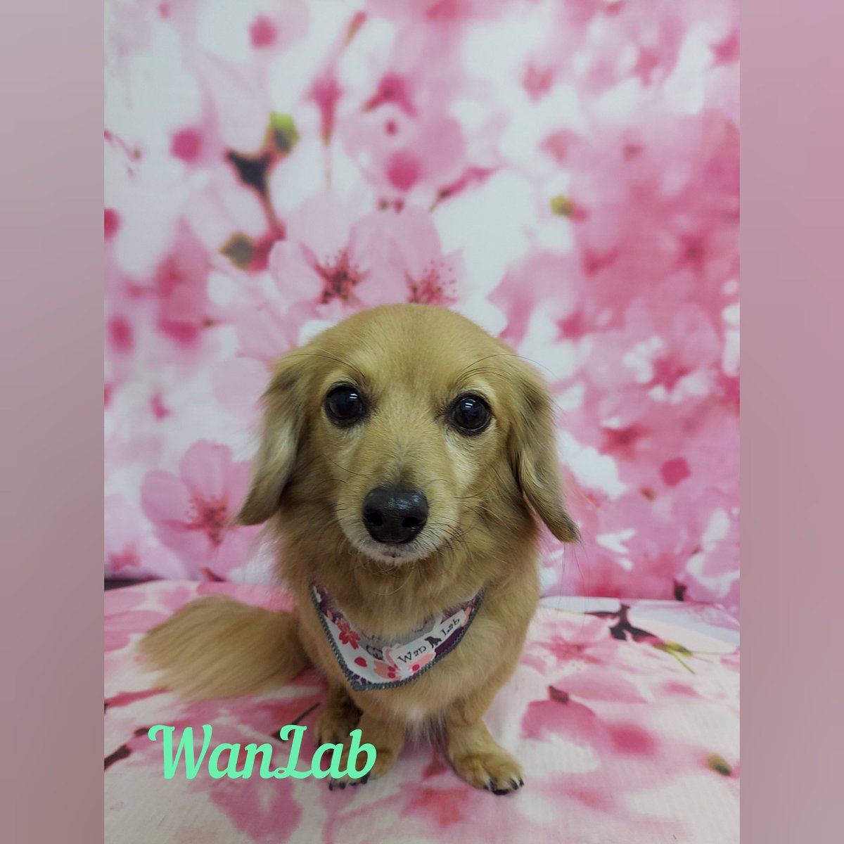 dogsalon_wanlab's tweet photo. β‘γ’γ«γγβ‘
#wanlab
#εΊδΈεΈ
#γγͺγγ³γ°γ΅γγ³
#γ²γ¨γγΎγΌ
#γγγͺγγΌ
#γγγ―γΉη¬
#γγ―γγ―γΉ
https://t.co/UOa7vJOjT7 https://t.co/eU4Gyq9rrl