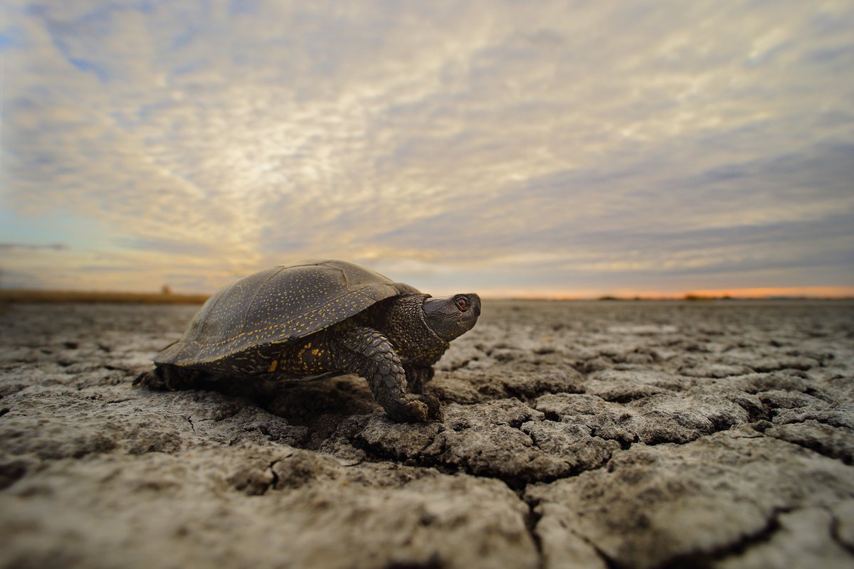projecttimearch's tweet photo. Working with data archives always throws up unexpected and fascinating things. Today's discovery; deposits from Three Holes Cave in Devon contained European pond turtle/terrapin, dating to the mid 4th millenium BC! https://t.co/iGJs6XtWgO