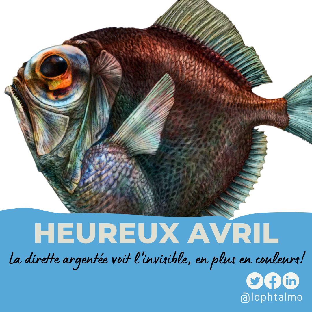 lophtalmo's tweet photo. Même dans l'invisible, ce poisson voit. Tu peux aussi mieux voir, soit proche de ton @lophtalmo. Heureux mois d'avril à tous! #TgTwittos #santéoculaire #conseils #bonnevue #bonnevision #ophtalmologie #lophtalmo #april #newmonth https://t.co/oe8EDDbQvC