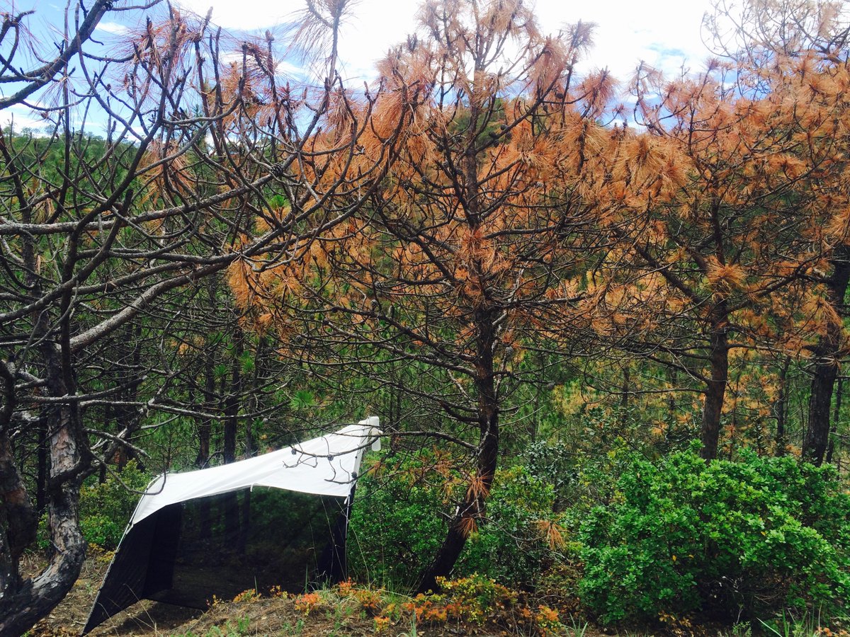 lopezvaamonde's tweet photo. What is the ecological impact of #barkbeetle -induced #forestdieback on #arthropod #biodiversity in #Yunnan?
New evidence from project #ClimTree @Belmont_Forum in this article:
https://t.co/F6ezxl9g0n
#metabarcoding
@insectsoup @Dynafor_Lab @INRAE_VDL @AgenceRecherche https://t.co/Uozqn5apYN