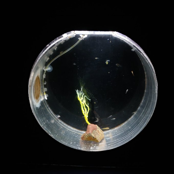 クラゲ水槽のtwitterイラスト検索結果 古い順