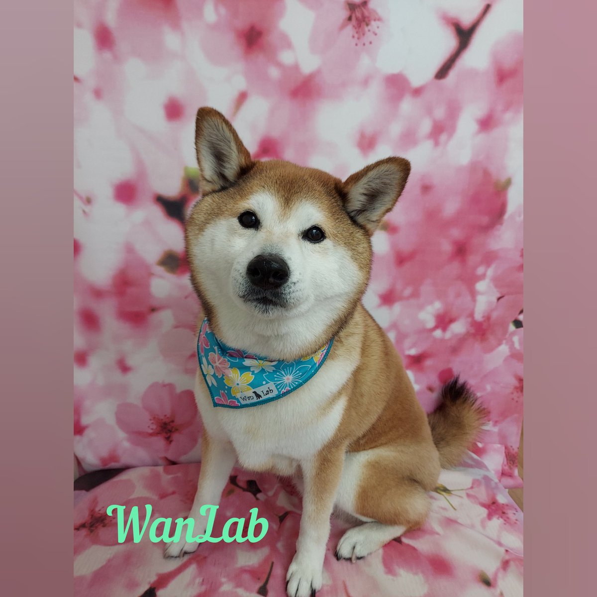 dogsalon_wanlab's tweet photo. β‘γγ³γγβ‘
#wanlab
#εΊδΈεΈ
#γγͺγγ³γ°γ΅γγ³
#γ²γ¨γγΎγΌ
#γγγͺγγΌ
#ζ΄η¬
https://t.co/UOa7vJOjT7 https://t.co/pJlX37sJYj