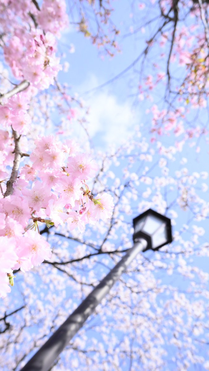 「桜を見上げたらvividな視界が広がっていた。 」|tak.のイラスト
