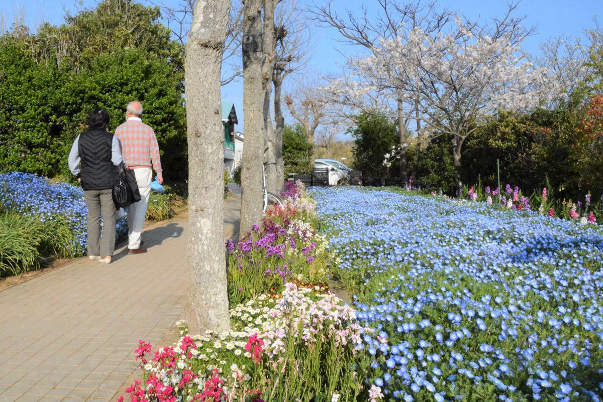 南房総市広報 Minamiboso Koho Twitter 南房総市広報 Minamiboso Koho Twitter