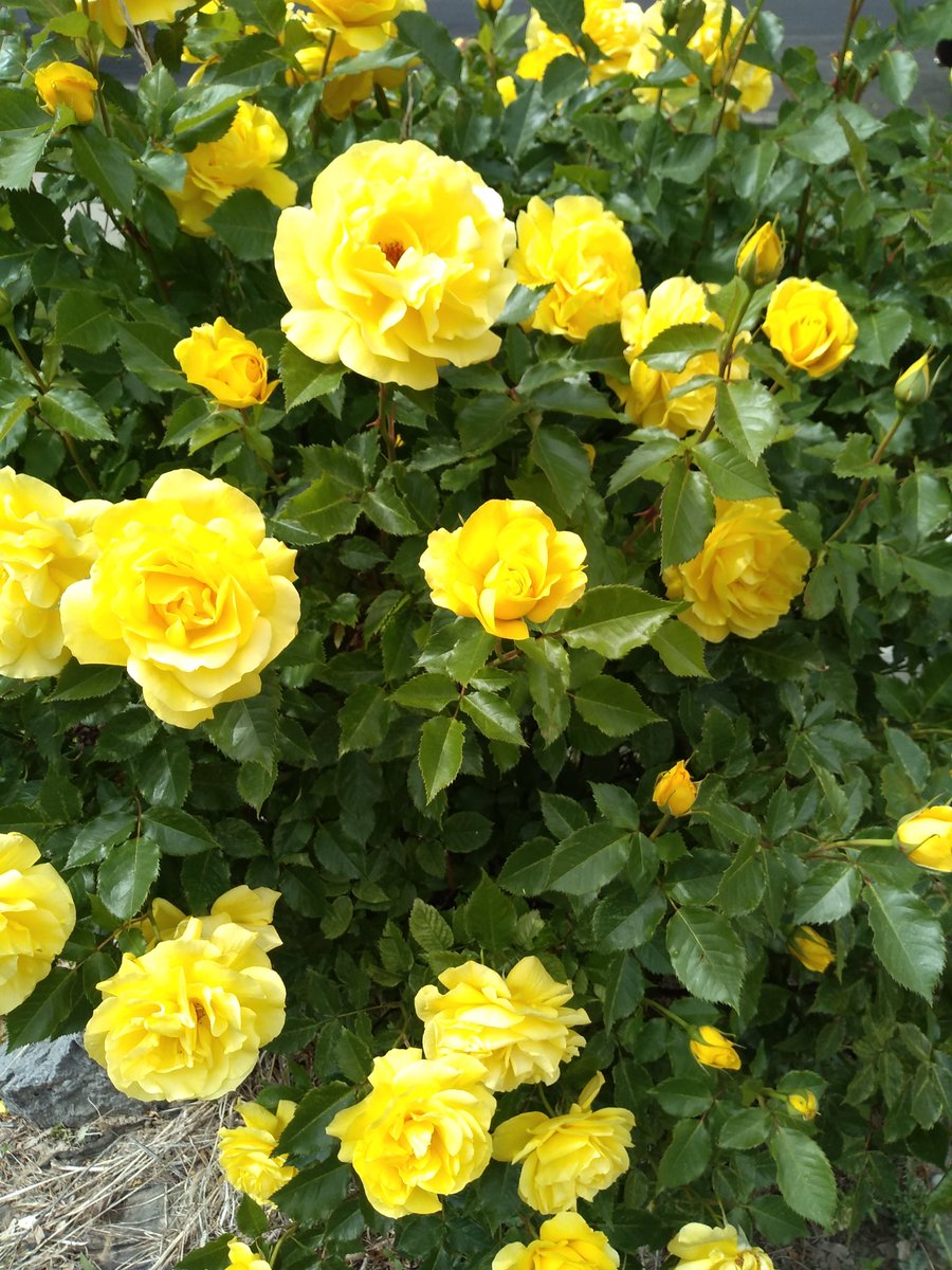 SavingYourFutur's tweet photo. Taking time to smell the roses (unless you are allergic to roses) will make you happier!
https://t.co/czGgtG9iFk #savingYourFuture #PersonalFinance #Happiness #TimeManagement https://t.co/xo8QSIvgFn