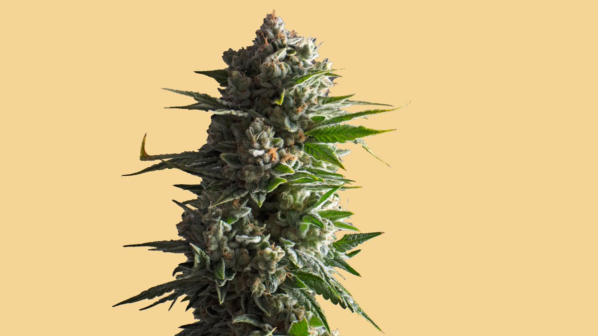 BackboneSuccess's tweet photo. Farms are the cornerstone of many industries, and cannabis is no different. Check out the Backbone blog to learn how Tiffany Smith, Sales Director at Redwood Roots, builds authentic and lasting farmer relationships. https://t.co/e6m2whI0tT
#backbonesoftware #cannabistech https://t.co/xUxXTjzT1s