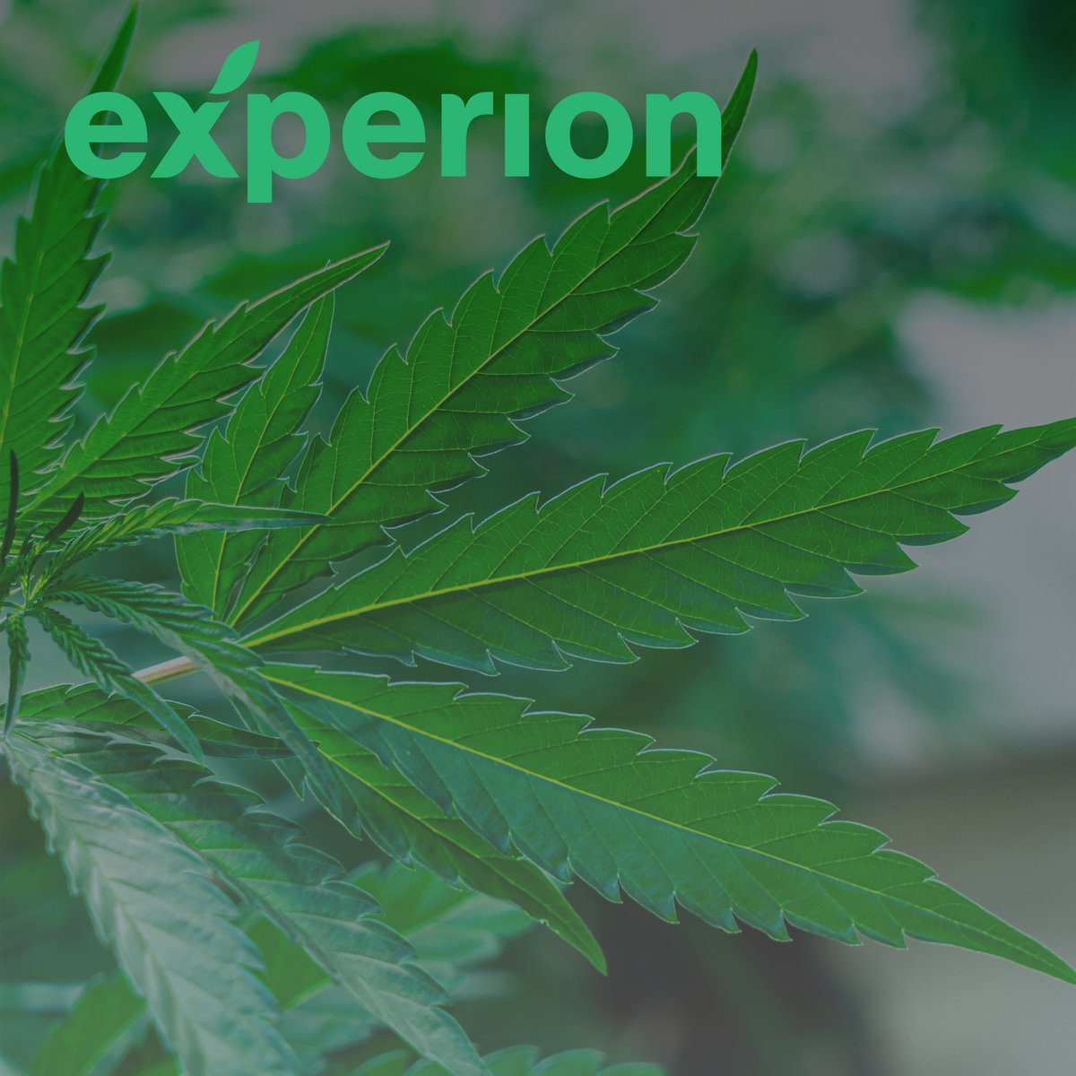 Citizen Stash Cannabis Corp. tweet media