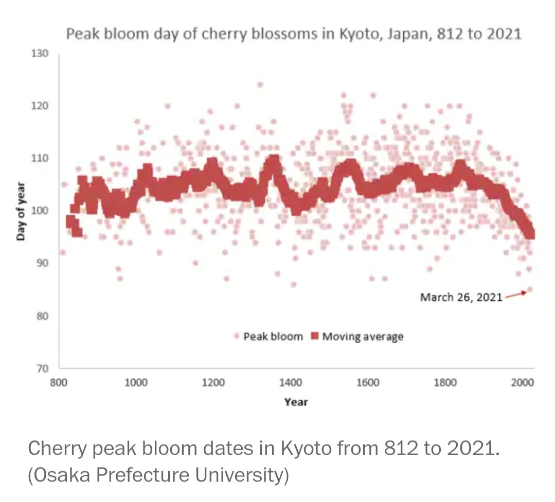 RobbertCasier's tweet image. Since the year 812, Japanese cherry blossoms have never reached peak bloom day as early as this year... #ListenToNature #ClimateChange #cherryblossom 
washingtonpost.com/weather/2021/0…