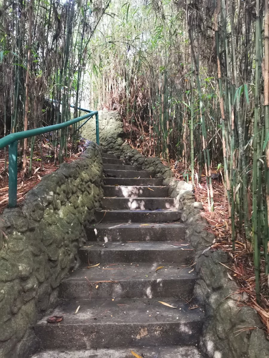 WENCYWENHZ's tweet photo. #naturetripping
#mobilephotography
#maryknollecologicalsanctuary
#rawphotos https://t.co/M4pSYzd584