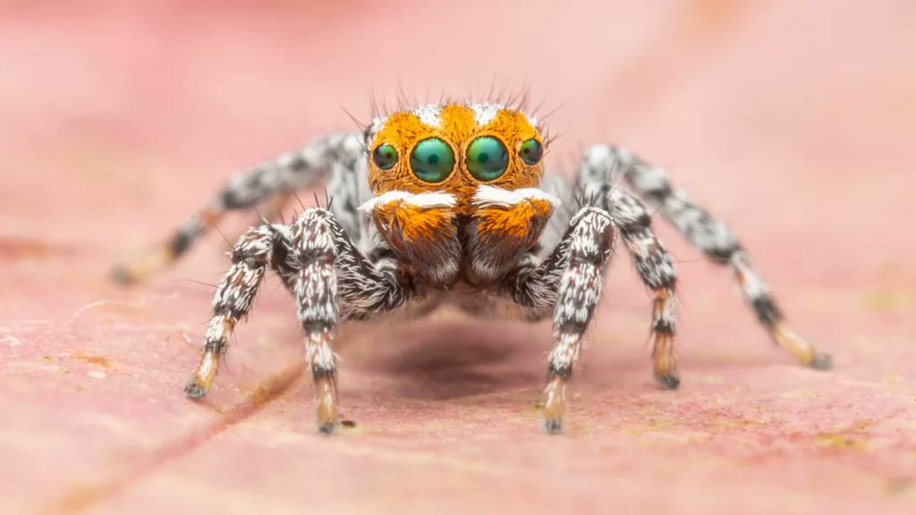 tuCpakoa's tweet photo. Une nouvelle espèce d'araignée paon vient d'être découverte en mars 2021 en Australie. Comme elle vit, contrairement à ses cousins, dans une zone humide et qu'elle rappelle un certain poisson-clown de chez Pixar, elle est baptisée Maratus nemo !

©Schubert
https://t.co/cBYkrXHsnC https://t.co/p8WT6jmrjj