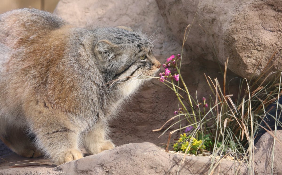 ManulTabitan's tweet image. ロータスの名前もロシア語の「睡蓮の花」が由来だから(？)

お花が似合うね🌸

 #マヌルネコ
#マヌルロック
#埼玉県こども動物自然公園