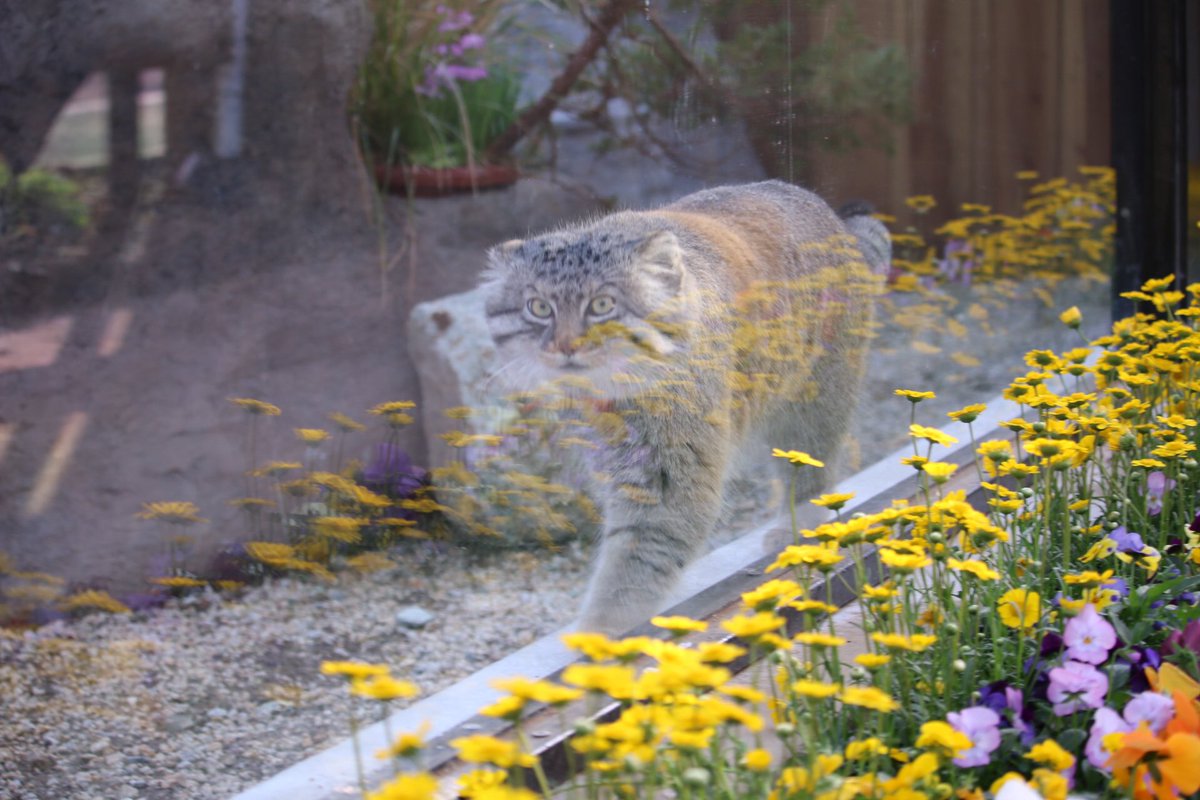 ManulTabitan's tweet image. ロータスの名前もロシア語の「睡蓮の花」が由来だから(？)

お花が似合うね🌸

 #マヌルネコ
#マヌルロック
#埼玉県こども動物自然公園