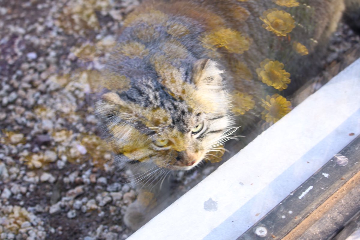 ManulTabitan's tweet image. ロータスの名前もロシア語の「睡蓮の花」が由来だから(？)

お花が似合うね🌸

 #マヌルネコ
#マヌルロック
#埼玉県こども動物自然公園