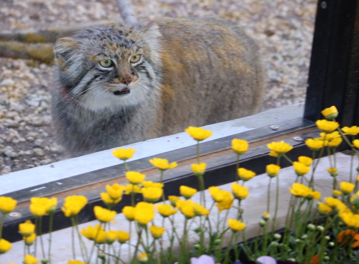 ニャロメ ロータスの名前もロシア語の 睡蓮の花 が由来だから お花が似合うね マヌルネコ マヌルロック 埼玉県こども動物自然公園 T Co Fplhvagmea Twitter