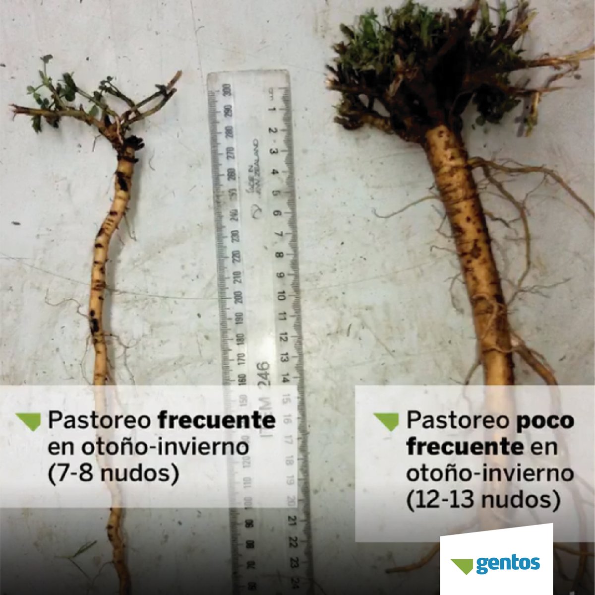 Manejo de Alfalfa: Descanso Otoñal ☘️🍁🍂

👉 El pastoreo Flexible 8-14 es una técnica de manejo de pasturas de Alfalfa basada en la evidencia científica local e internacional.

Este pastoreo propone manejar las pasturas de Alfalfa siguiendo dos principios básicos: