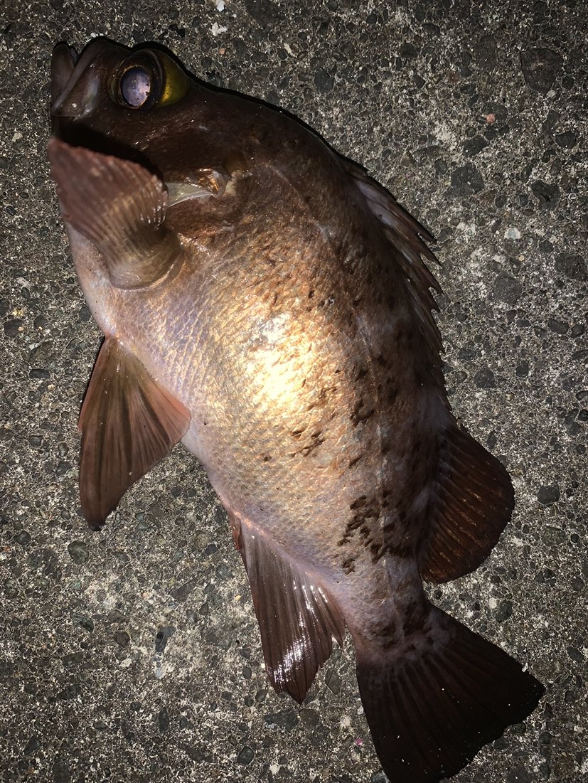 まっさん tweet media