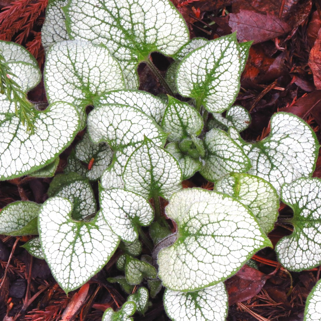 VanVleckGardens's tweet photo. #flowerfact
This dramatic foliage makes flowers almost unnecessary and its heart shaped silvery leaves light up our shady path. Can you guess its name? https://t.co/PybP8z2Jyu