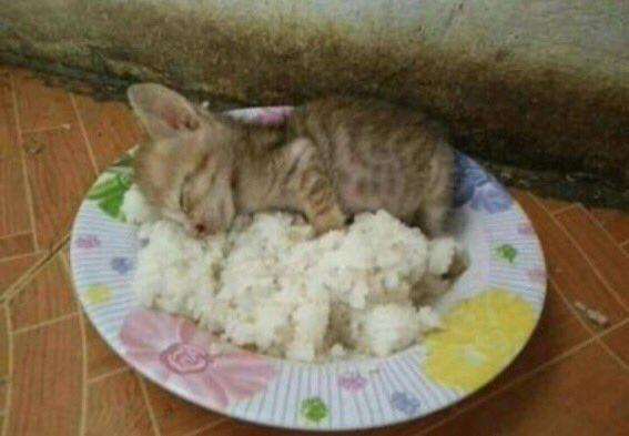 raphhle's tweet photo. nham nham #jamta https://t.co/gUQCEIjsQv