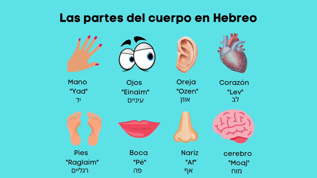 IsraelinSpanish's tweet photo. ¡Seguimos juntos aprendiendo Hebreo!
Esta semana aprendemos juntos los nombres en hebreo de algunas partes del cuerpo. Desde nuestro "lev" les deseamos que tengan un lindo día estén donde estén! https://t.co/LD68yoXBaR
