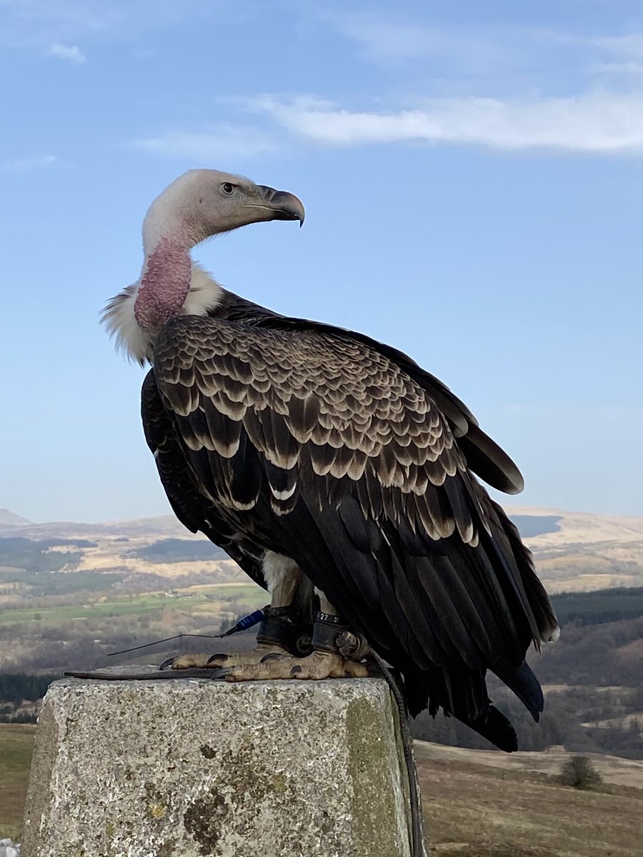 Take Me To Wales tweet media