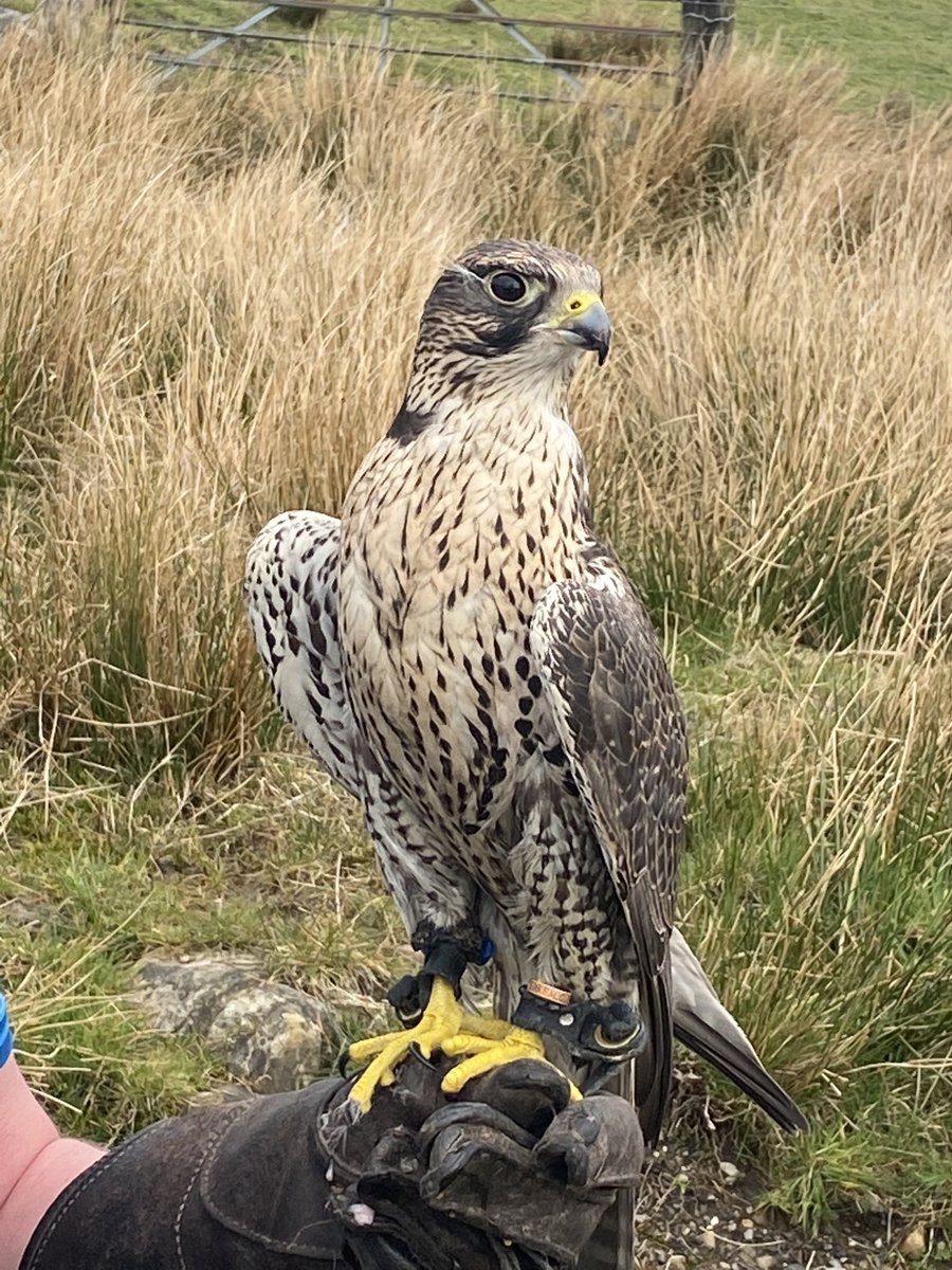 Take Me To Wales tweet media