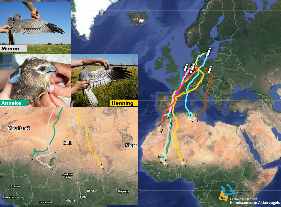 Sommige bruine kieken hebben hun noordwaartse migratie al afgerond, terwijl de grauwe kiekendieven nog in hun warme wintergebieden in de Sahel zijn. Henning en Menno deelden onlangs hun locaties, maar het grootste deel is stil, hoeveel zullen terugkeren?

grauwekiekendief.nl/volg-zenderkie…