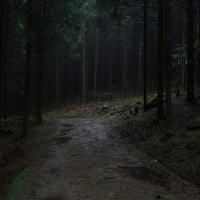freshdandelions's tweet photo. a foggy, rainy wednesday moodboard https://t.co/4IhA2qAova