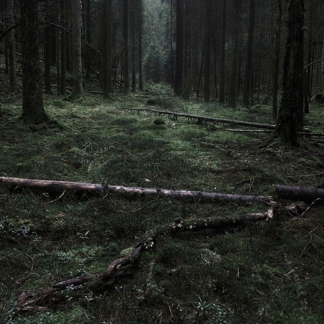freshdandelions's tweet photo. a foggy, rainy wednesday moodboard https://t.co/4IhA2qAova