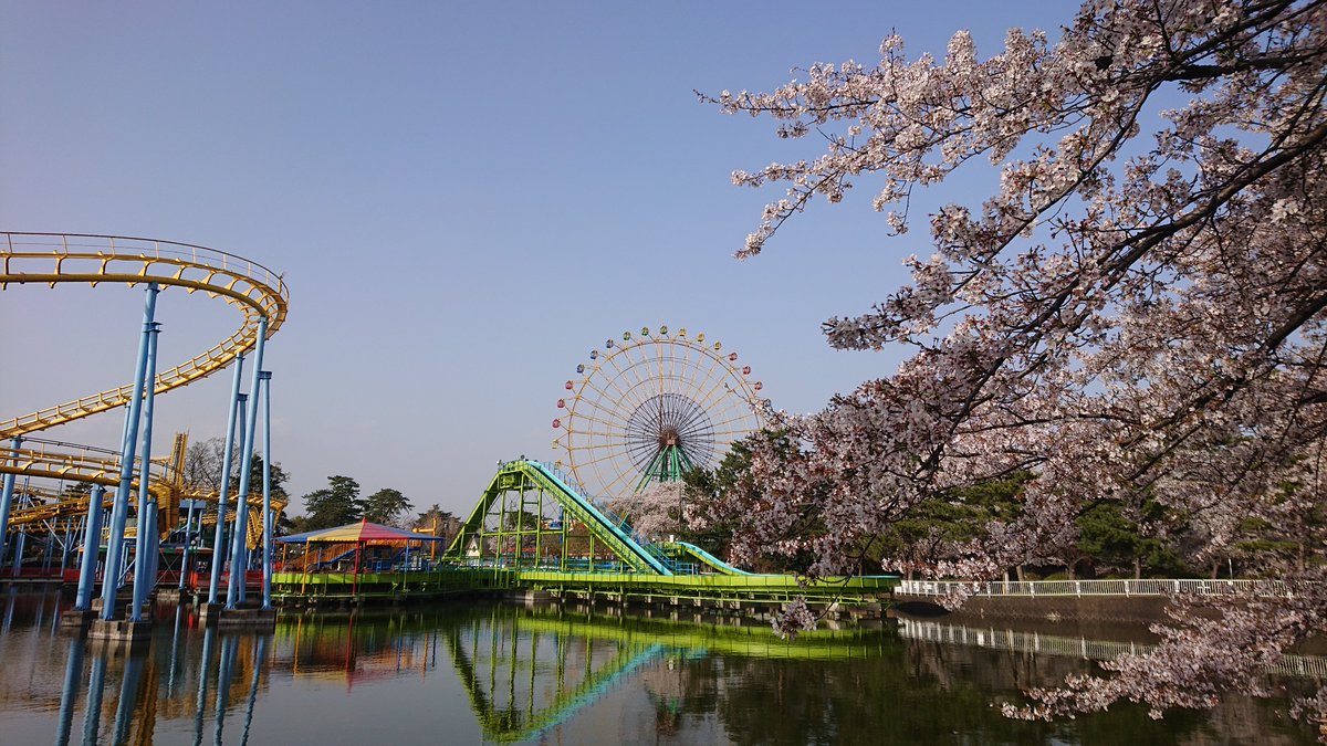 伊勢崎市観光物産協会 華蔵寺公園 開花状況 現在 桜 は満開です 新型コロナウイルス感染症拡大防止のため 宴会については自粛のご協力をお願いいたします 伊勢崎市 華蔵寺公園花まつり 花見 夜桜